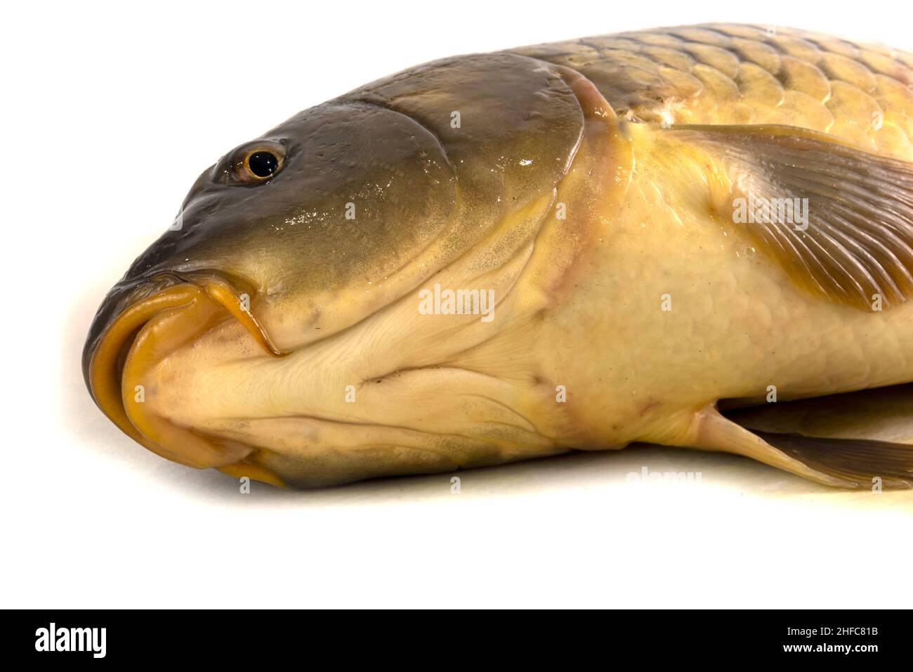 Testa di carpa grande isolata su bianco. Foto Stock