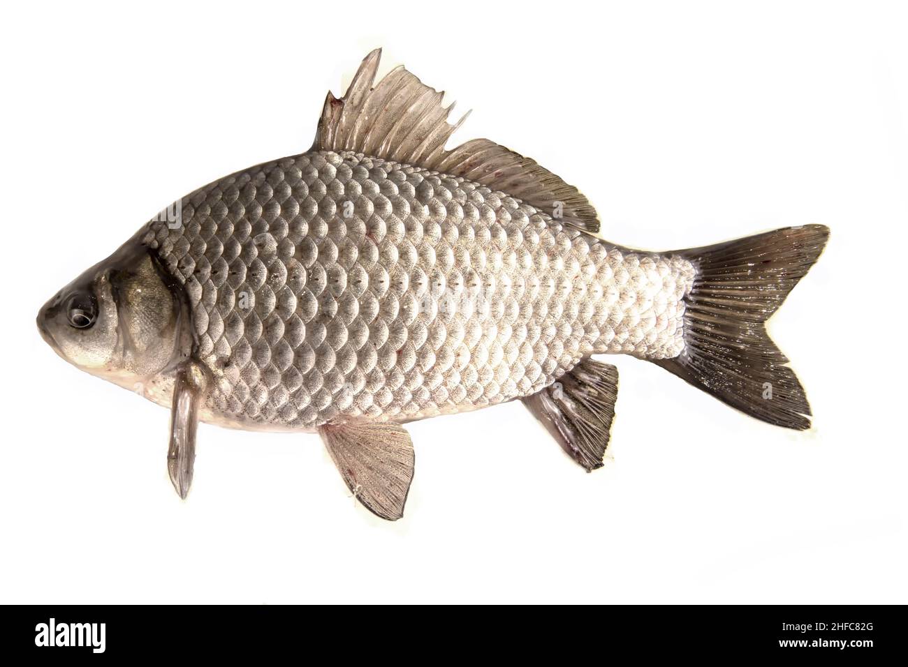 Pesce croceico d'acqua dolce isolato su bianco Foto Stock