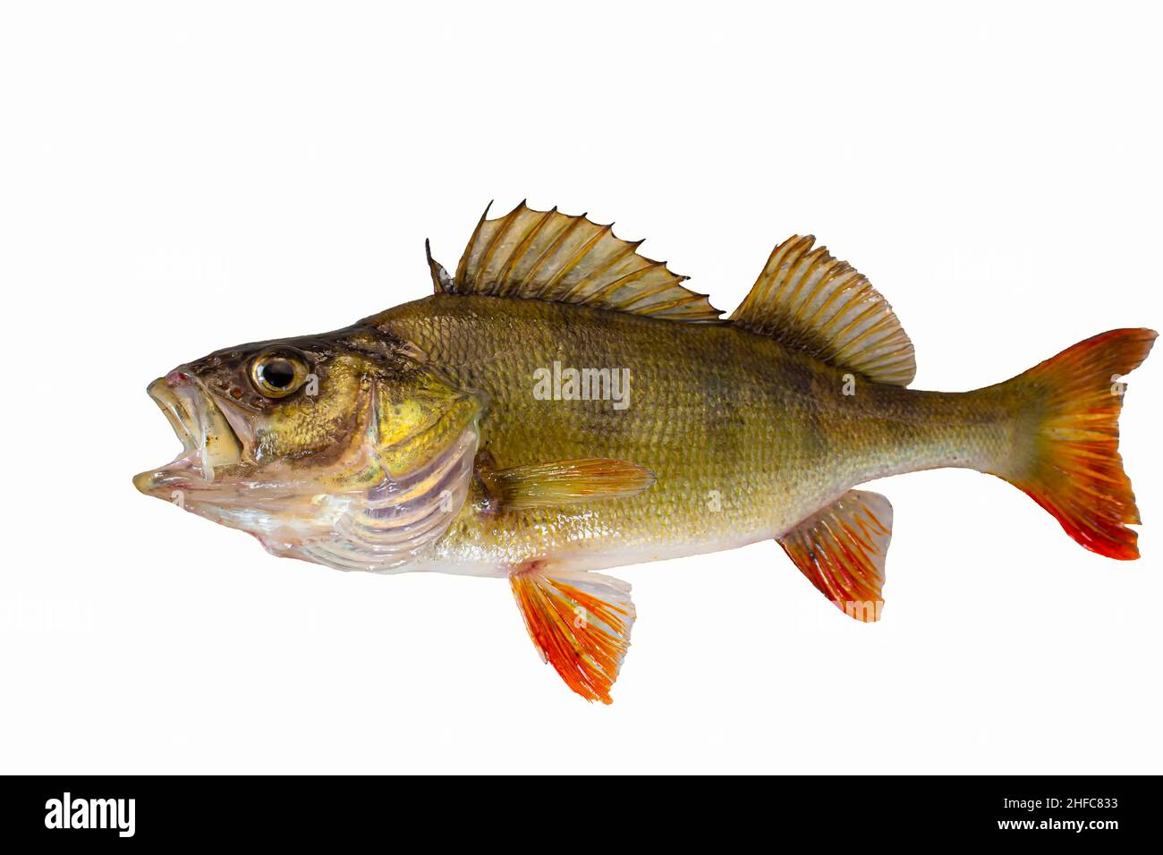 Pesce d'acqua dolce. Perch sul fiume isolato su bianco. Pesce a bocca aperta. Foto Stock