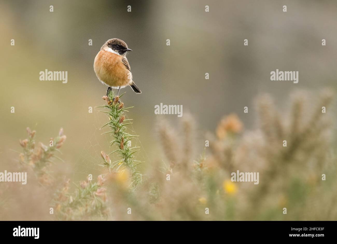 Maschio Stonechat sul Worcestershire Beacon Malvern Hills, Worcestershire, Inghilterra, Regno Unito Foto Stock