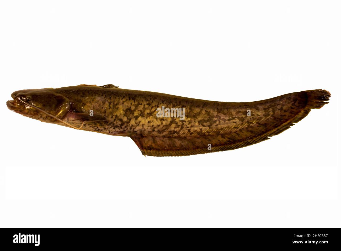 Pesce gatto d'acqua dolce isolato su bianco Foto Stock