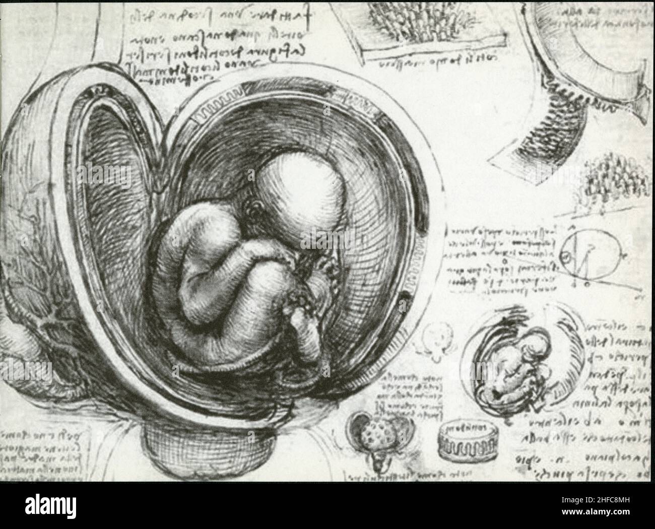 LEONARDO DA VINCI. PIASTRA ANATOMICA. CIRCA 1510-1512. DISEGNO A PENNA E INCHIOSTRO Foto Stock