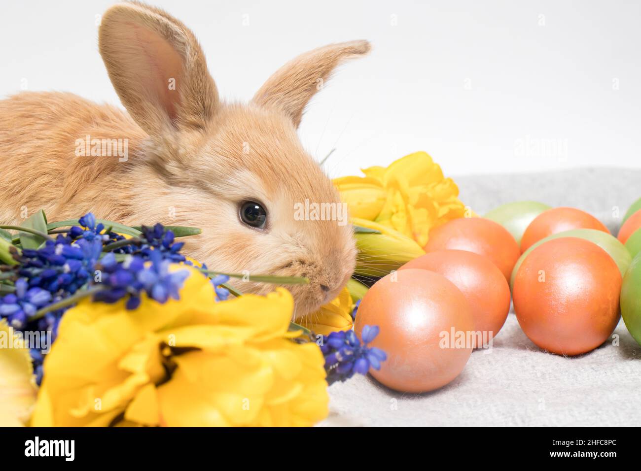 Un piccolo coniglio pasquale con uova dipinte e fiori di primavera su sfondo bianco Foto Stock