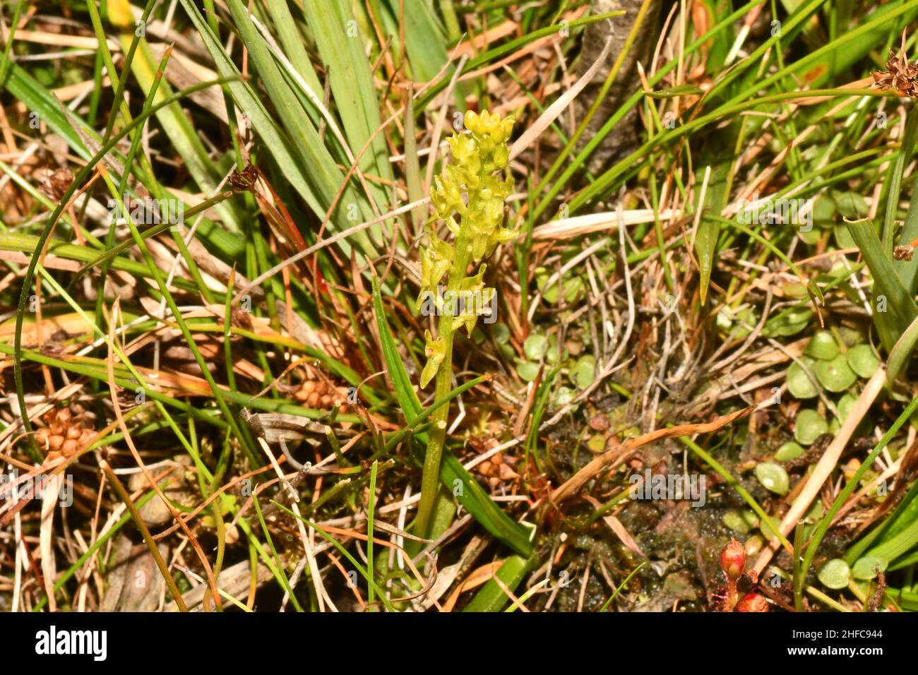 Bog Orchid, 'Hammarbya paludosa' difficile da vedere, ma si trova in torba con acqua corrente, non completamente aperto, fiori da luglio a settembre, New Forest Hampshir Foto Stock