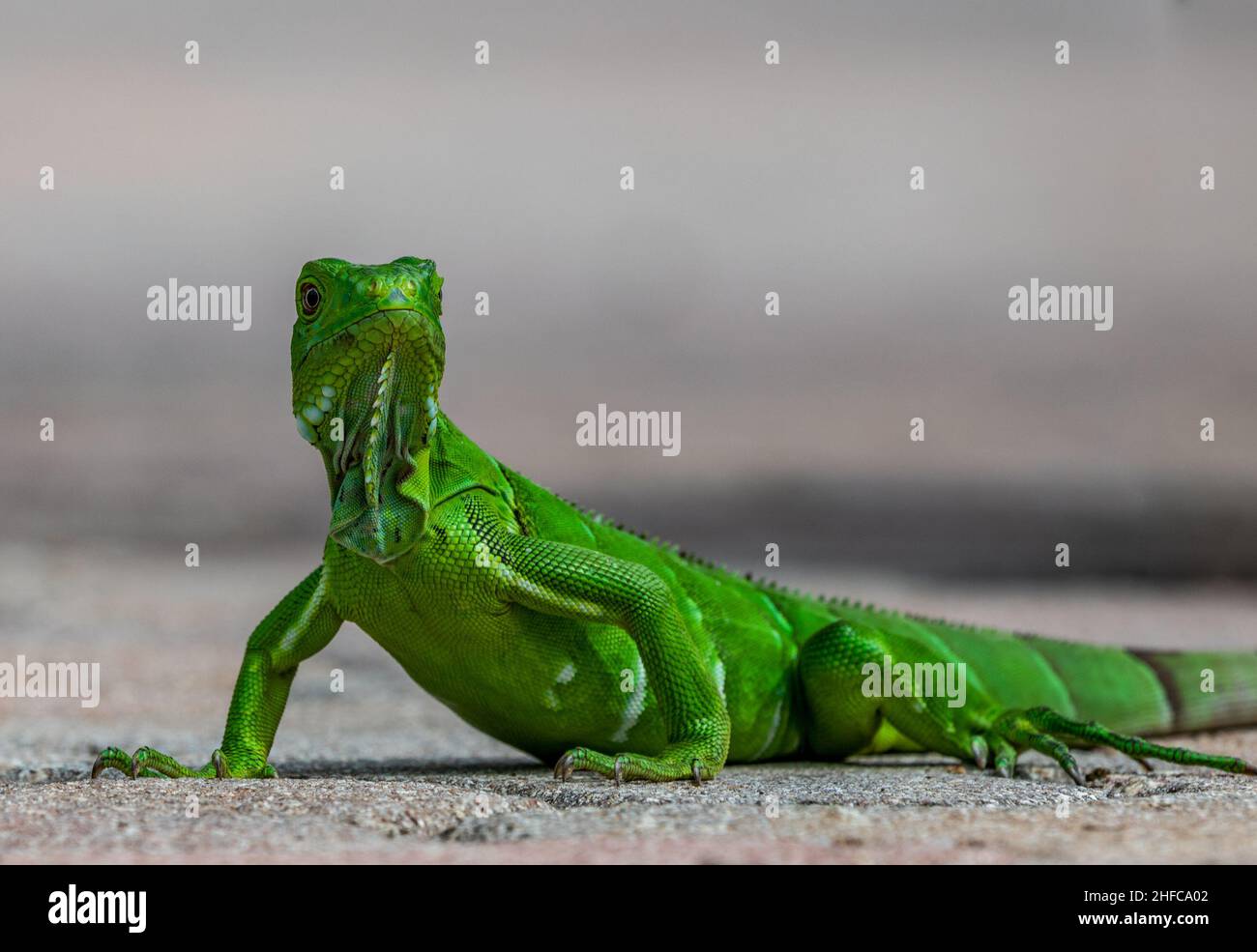 Le giovani Iguanas sono di colore verde chiaro Foto Stock