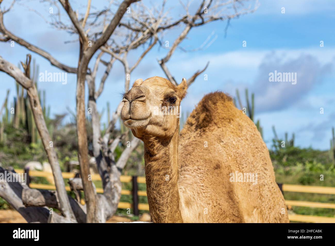 Adorabile cammello ad Aruba in un piccolo parco di conservazione della fauna selvatica Foto Stock