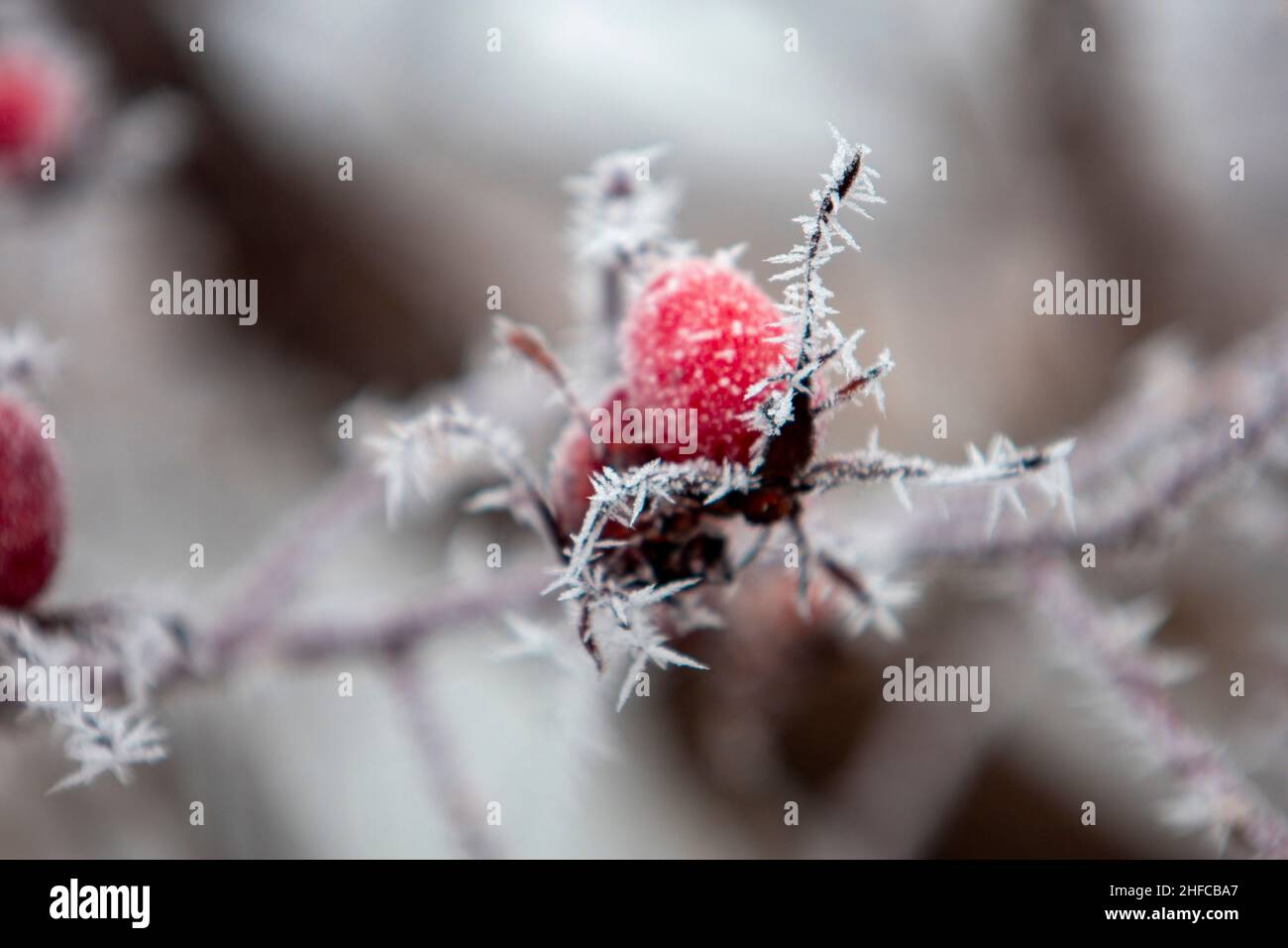 Hoarfrost sul cane rosa. Foto Stock