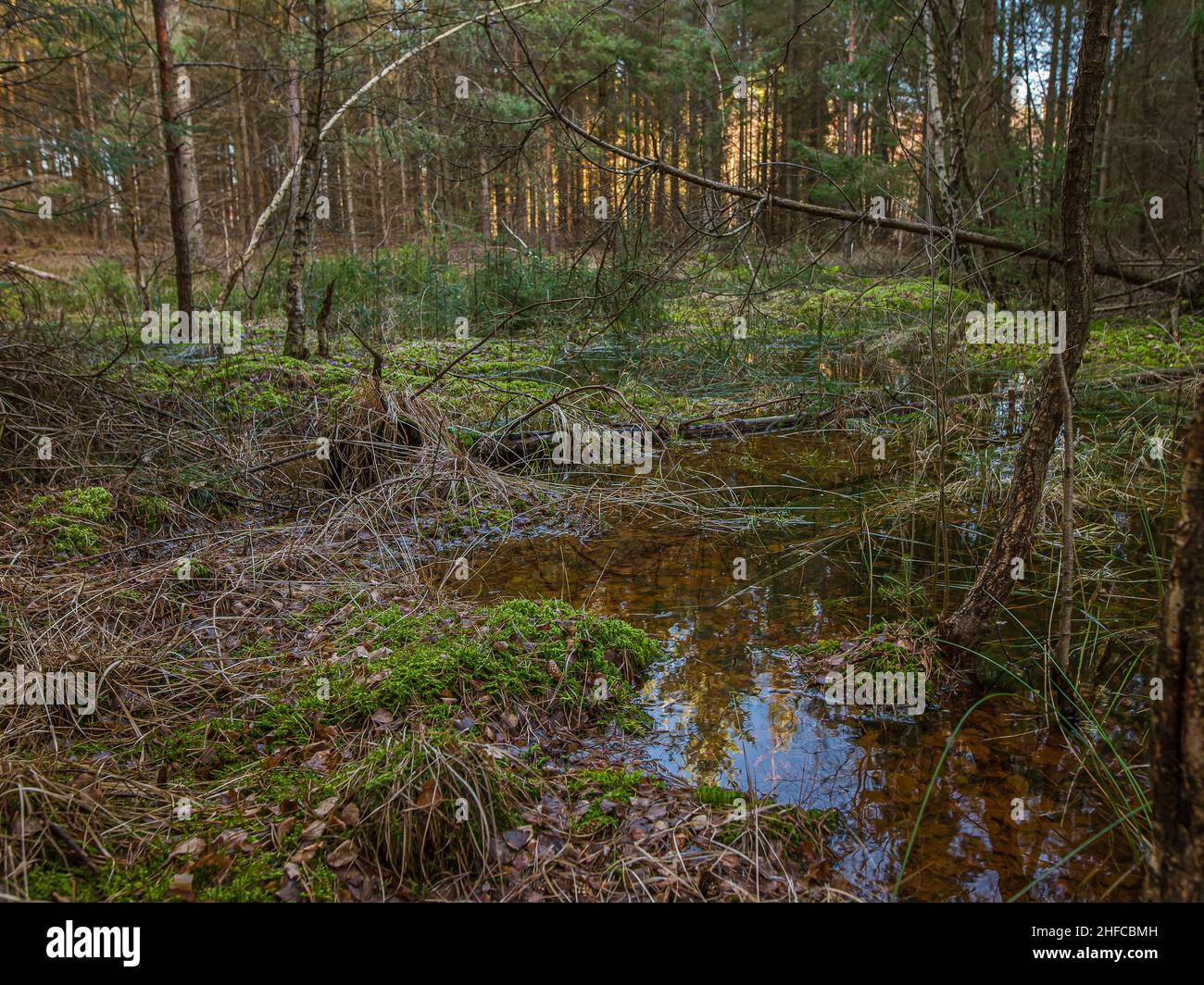 Una palude verde nella natura selvaggia con pini e il cielo si riflette in una buca d'acqua, Zelanda, Danimarca, 15 gennaio 2021 Foto Stock