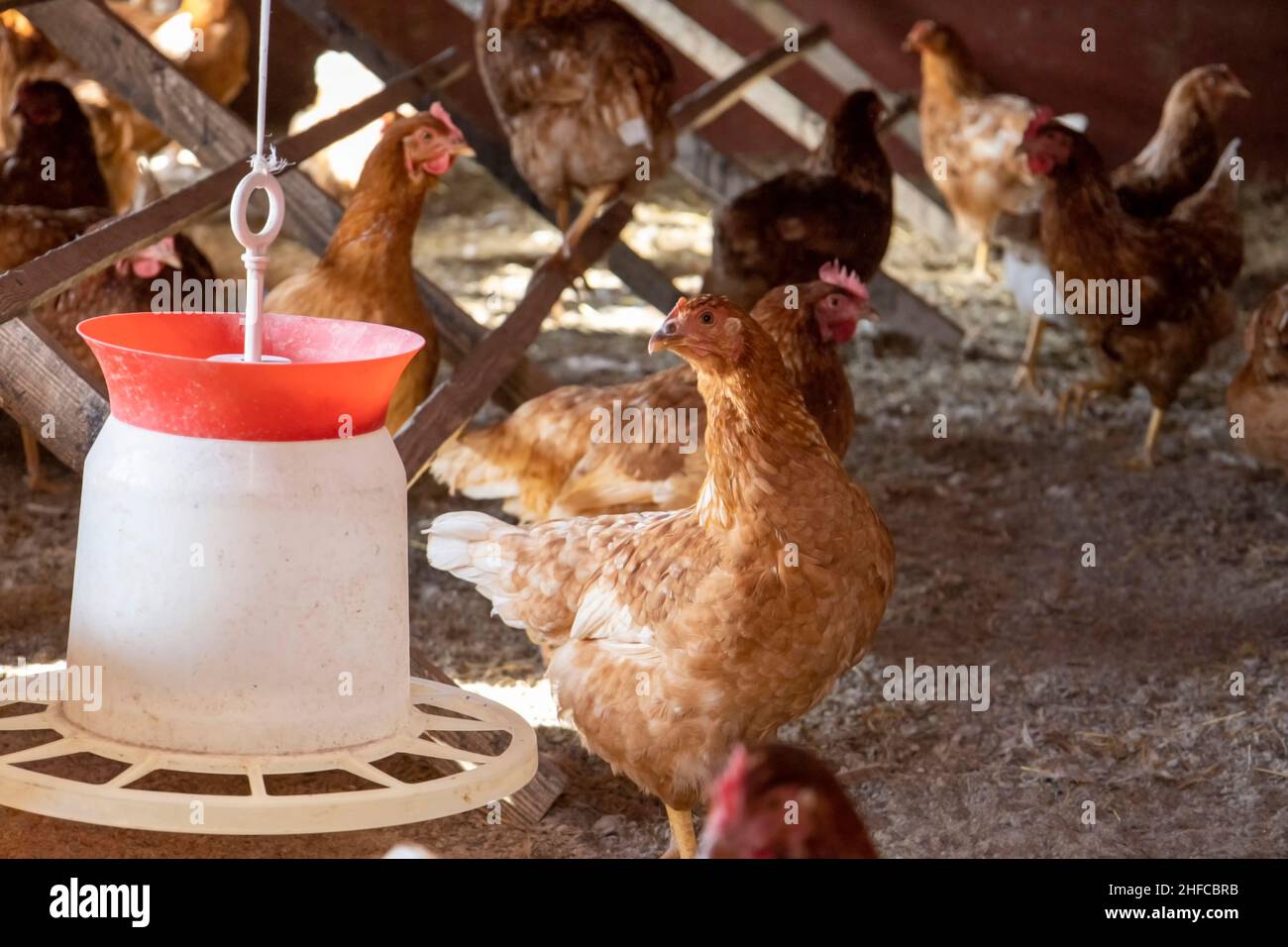 Galline ovaiole rosse vicino all'alimentatore Foto Stock