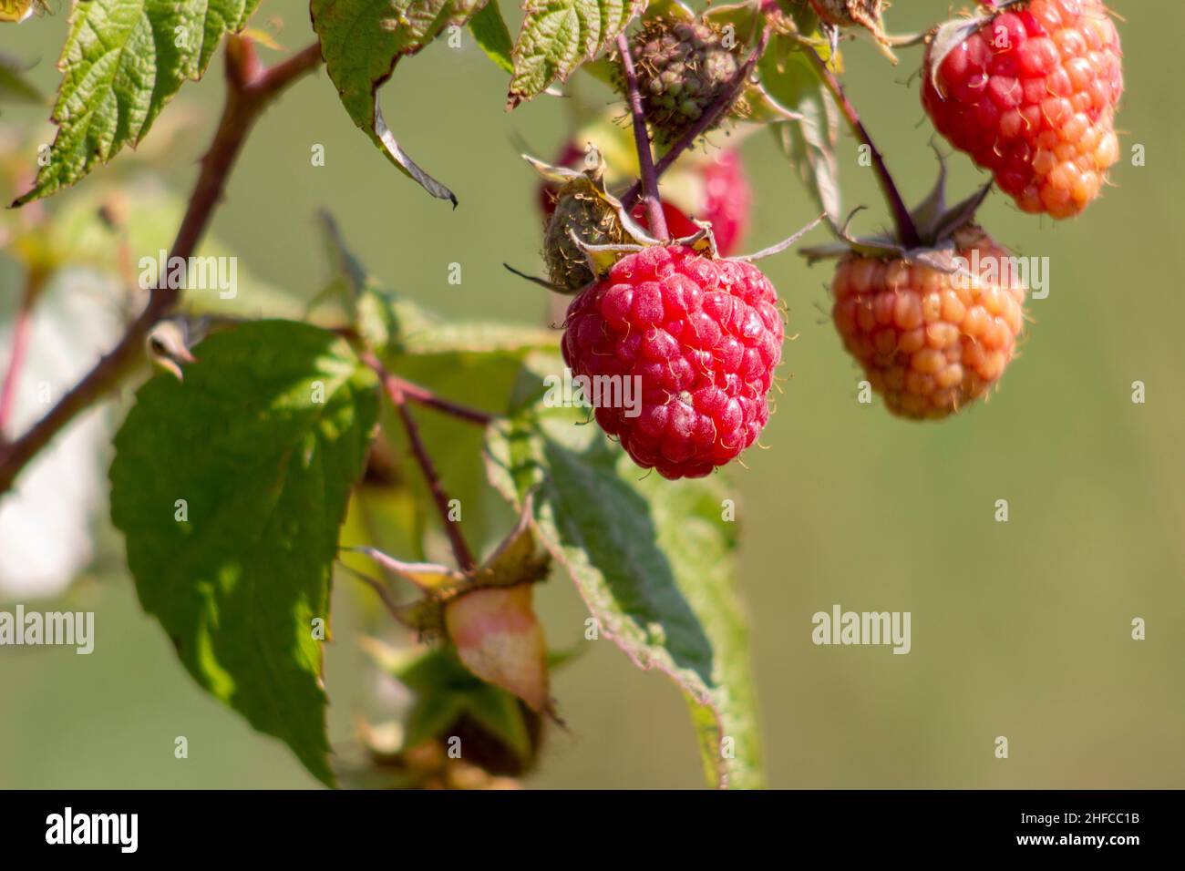 Bacche di lampone su un gambo. Sfondo sfocato. Foto Stock