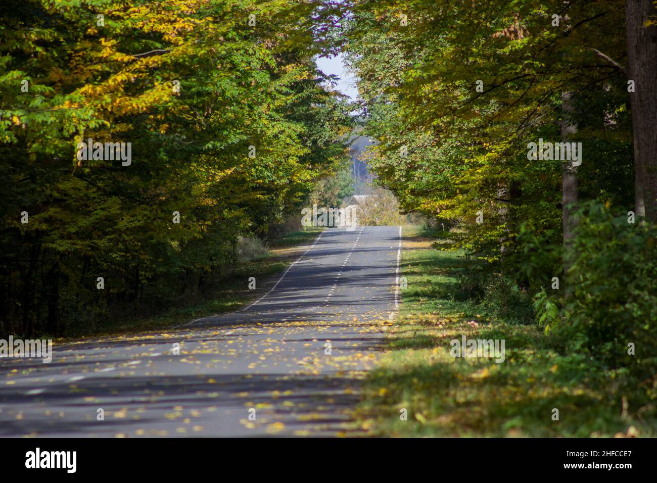 Autostrada attraverso la foresta con alberi Foto Stock
