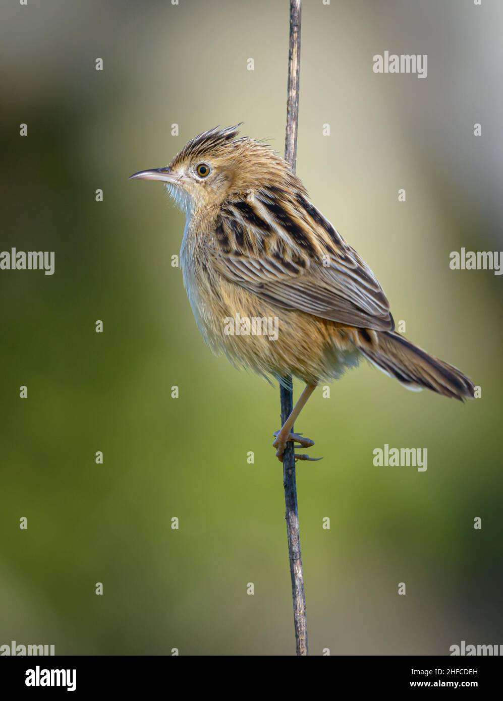 Zitting cisticola / Streaked Fantail Warbler (Cisticola junzidis) in Portogallo, Europa Foto Stock