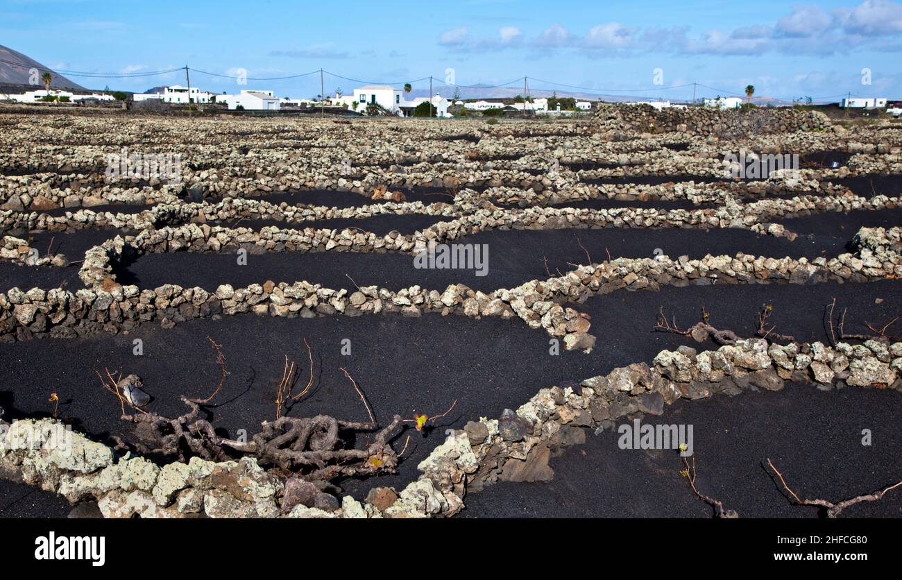 Viticoltura nella regione volanica la Geria Lanzarote Foto Stock