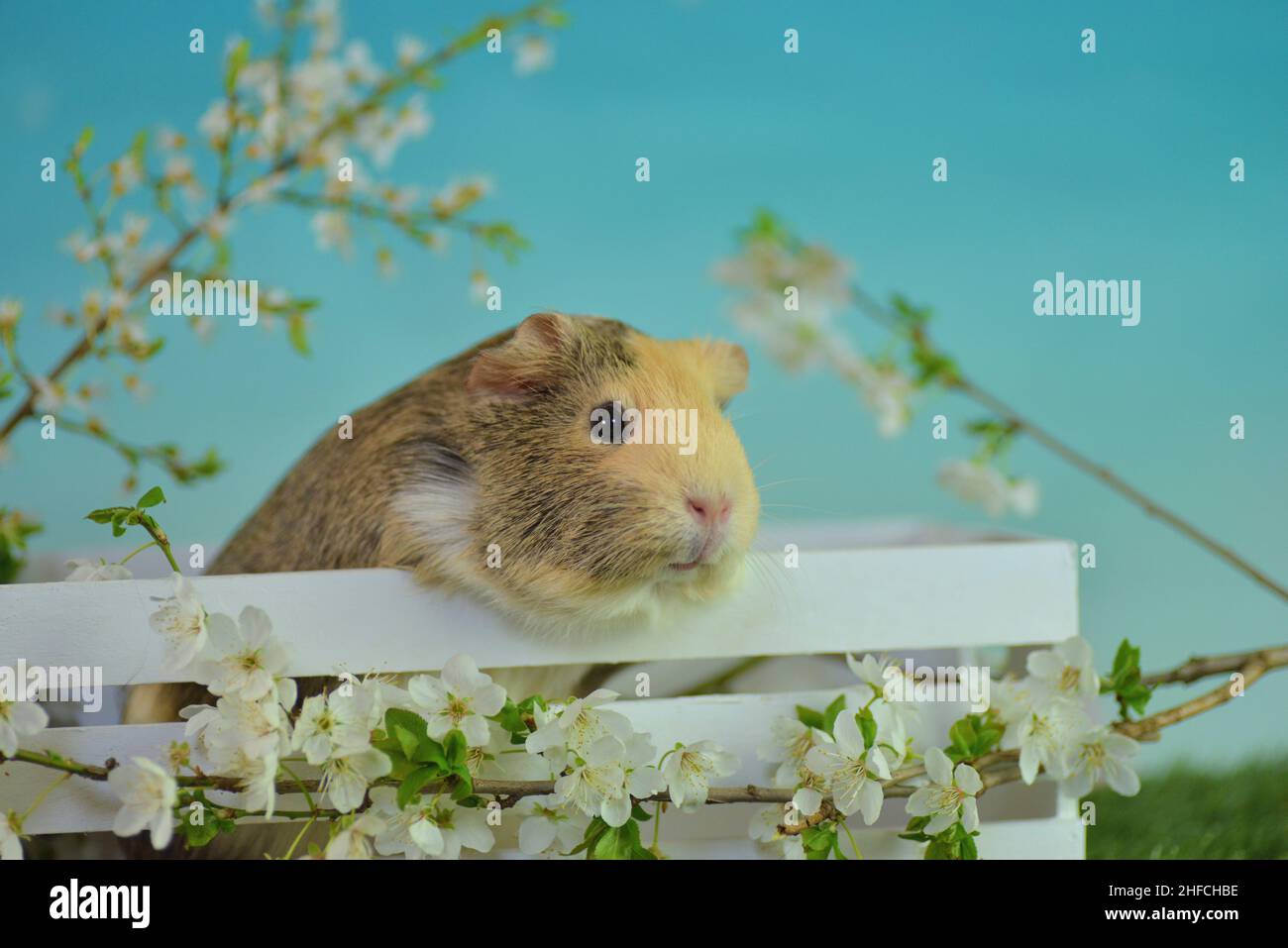 I maiali della Guinea con i loro bambini fotografati nella stalla e nello studio Foto Stock