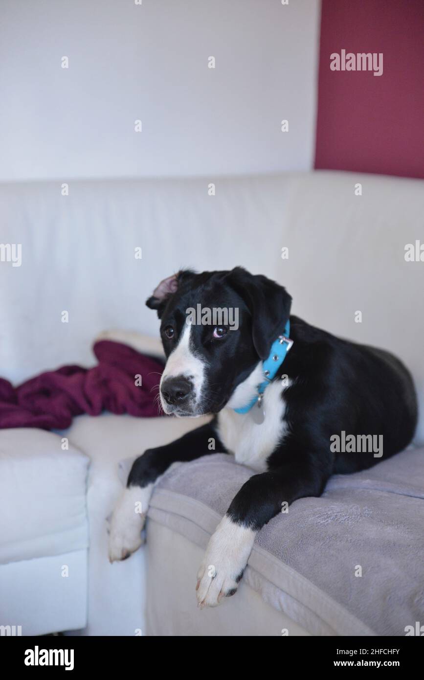 Il giovane cane giace sul divano sulla coperta e ha un orecchio livido Foto Stock