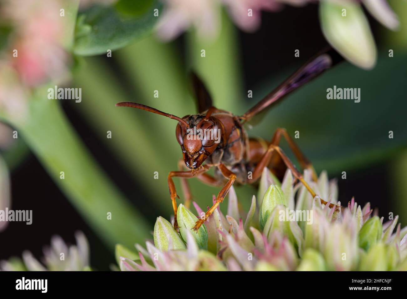 Northern Paper Wasp alimentando il nettare da Sedum pianta. Conservazione di insetti e fauna selvatica, conservazione di habitat, e giardino giardino di fiori cortile concetto. Foto Stock