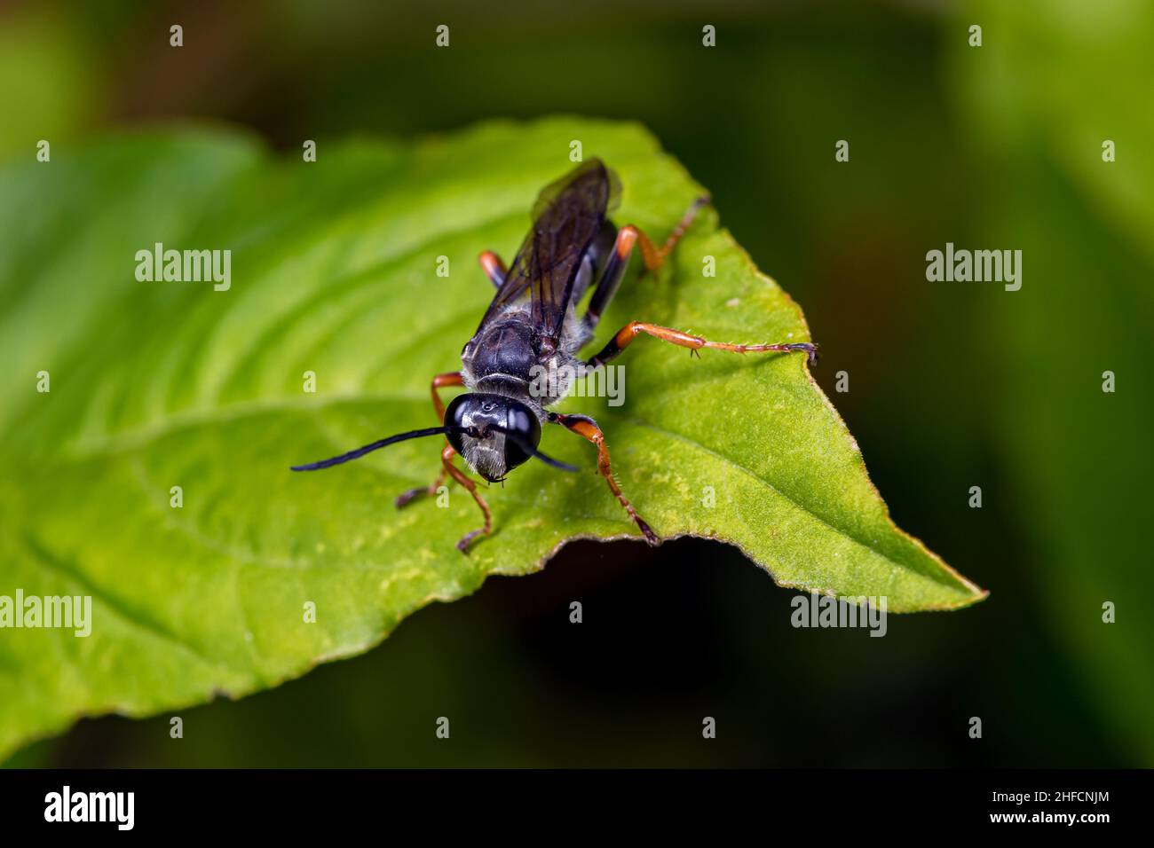 Ragno vespa che mangia nettare da una pianta di fiori selvatici di Celosia. Conservazione di insetti e fauna selvatica, conservazione di habitat, e giardino di fiori cortile c Foto Stock