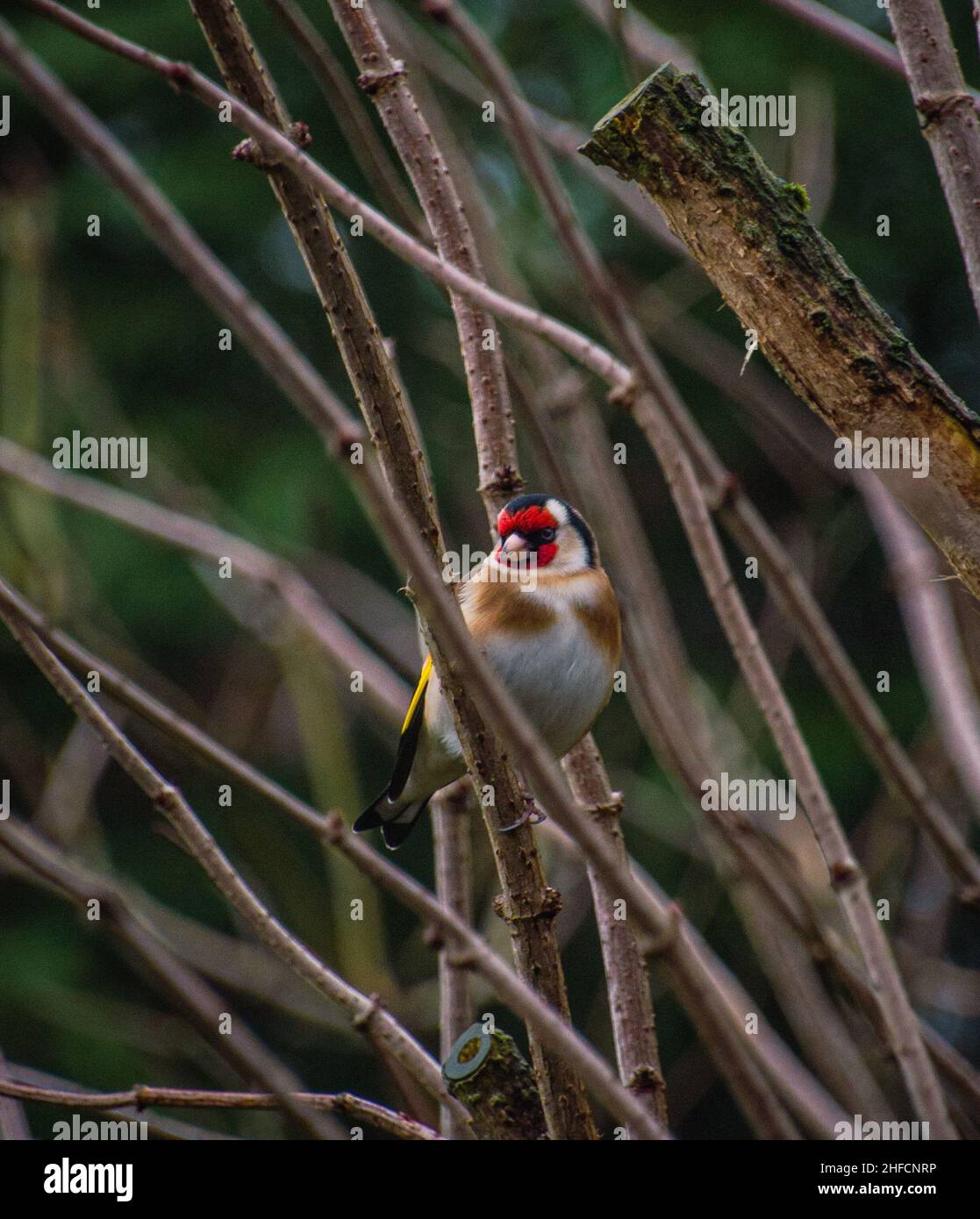 European Goldfinch (Carduelis Carduelis) arroccato sul ramo dell'albero anziano (Sambucus nigra), guardando la macchina fotografica. Foto Stock