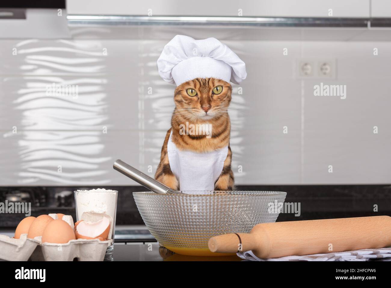 Il gatto è il cuoco in cucina. Il gatto domestico prepara il cibo all'interno. Foto Stock