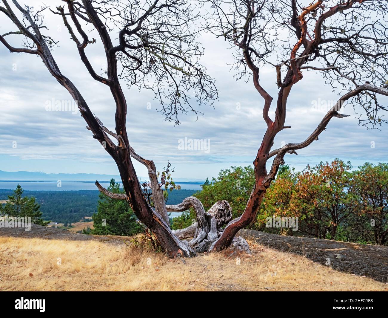 WA21135-00...WASHINGTON - Old Pacific Madrone albero vicino alla cima di Young Hill, parte del San Juan Island National Historical Park. Foto Stock