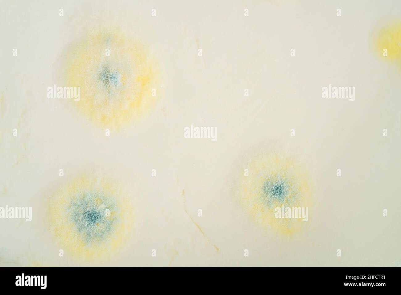 cibo ammuffito, la crescita di muffa sullo yogurt o sulla superficie dei prodotti lattiero-caseari ha superato la data di scadenza. marcio di fondo yogurt o yogurt Foto Stock