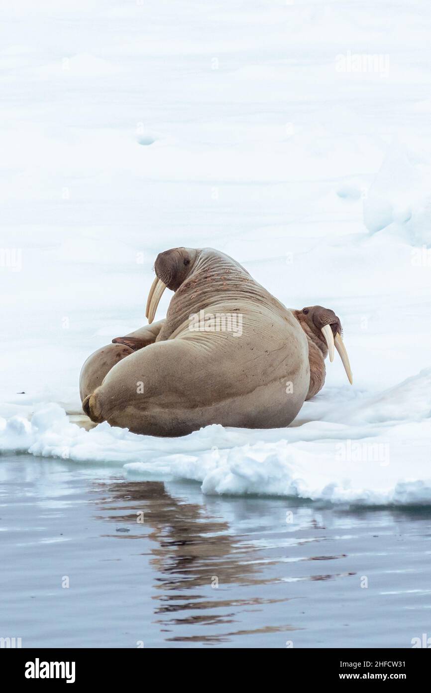 Due Atlantic trichechi (Odobenus rosmarus) sdraiati sul ghiaccio sulla costa delle isole Svalbard, Norvegia. Foto Stock