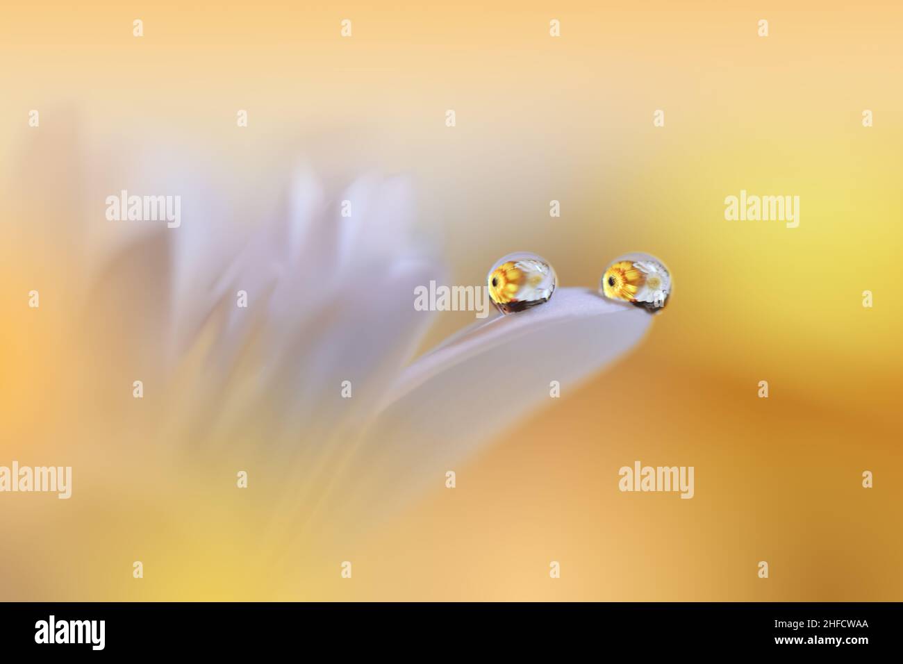 Bella macro Photo.Dream Flowers.Floral Art Design.Magic Light.Close up Photography.Conceptual Abstract Image.Yellow and Orange Nature background. Foto Stock