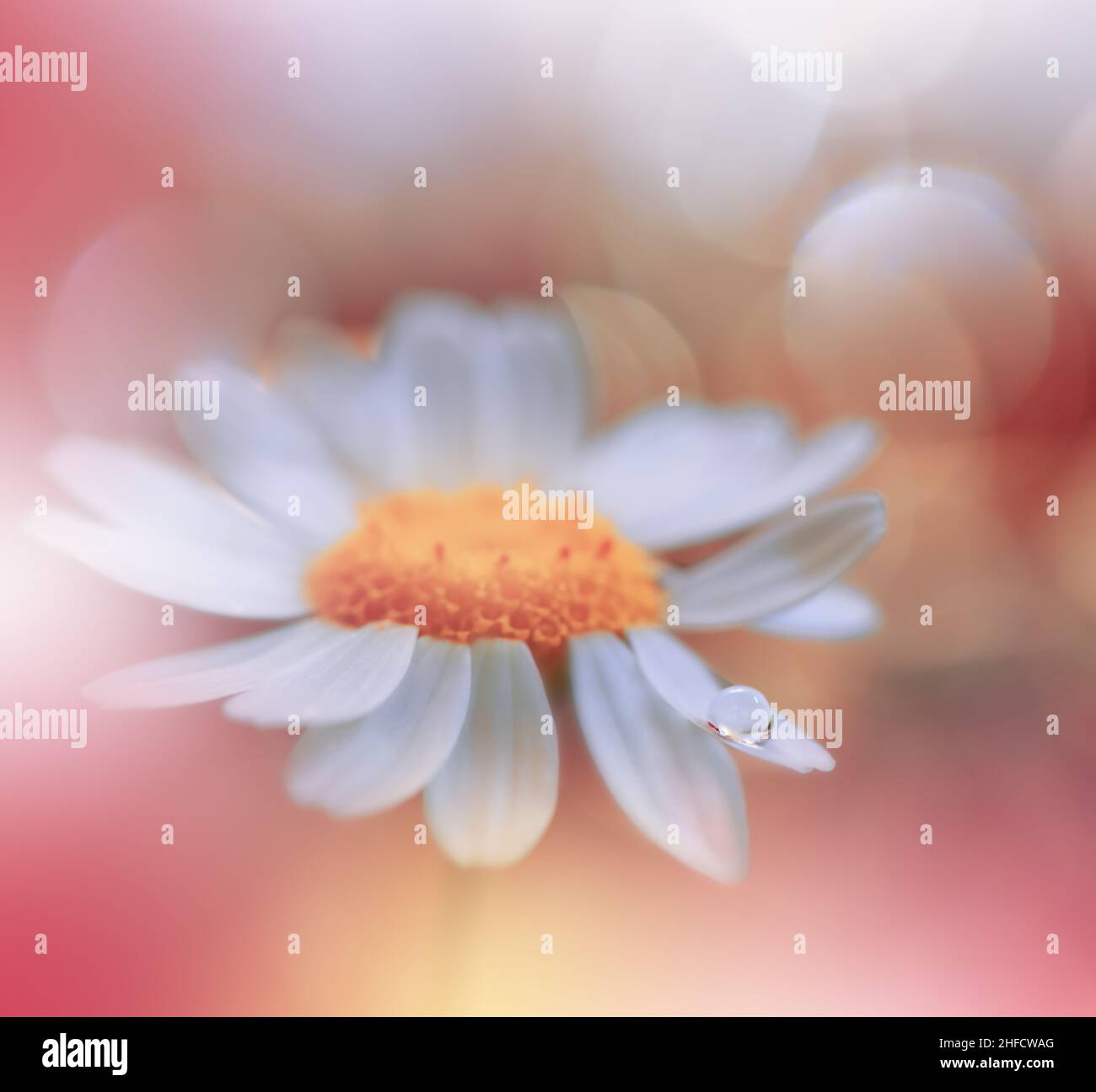 Bella macro Photo.Dream Flowers.Floral Art Design.Magic Light.Close up Photography.Conceptual Abstract Image.Yellow and Orange Nature background. Foto Stock