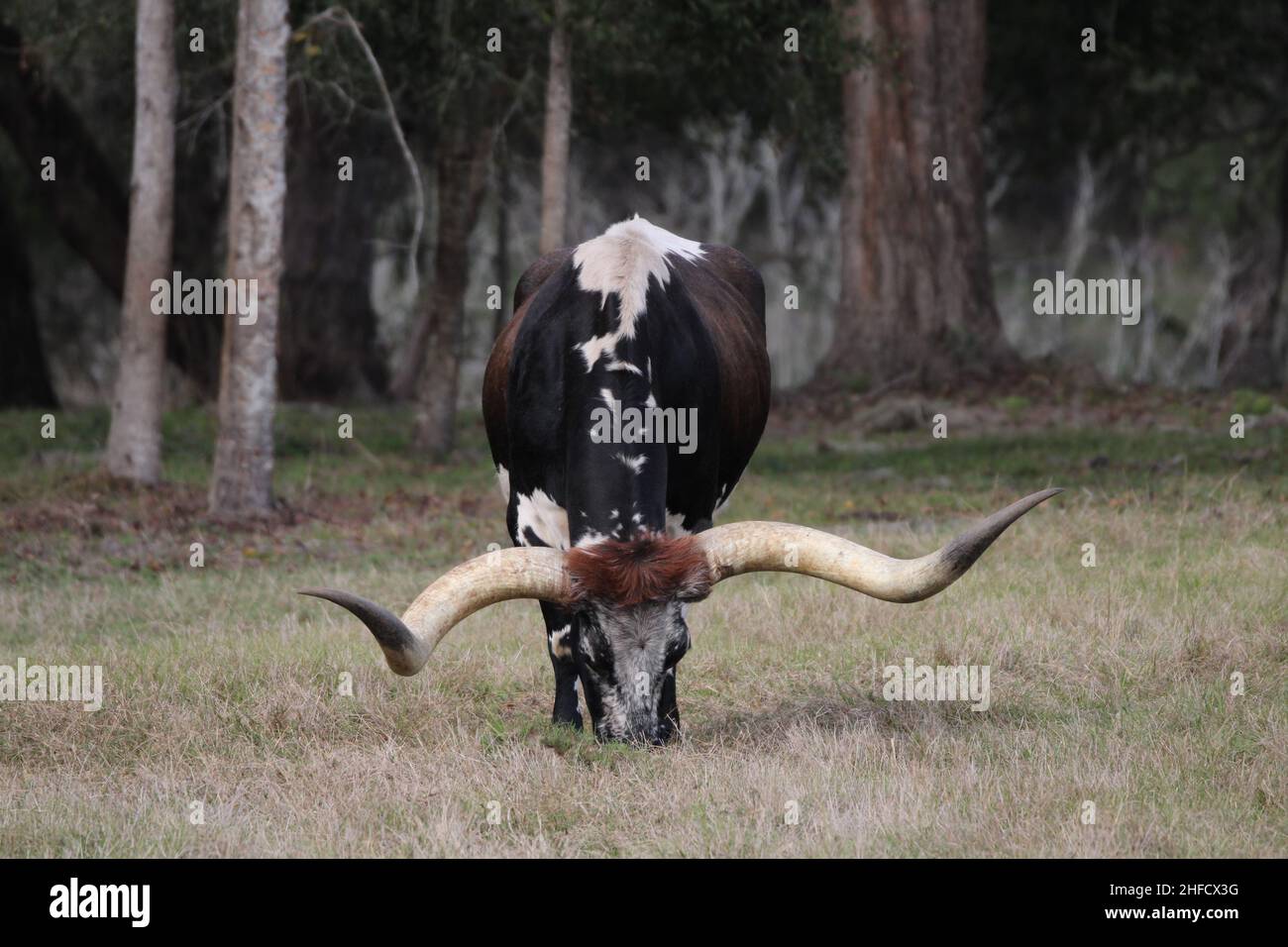 Long Horn Steer da qualche parte su una fattoria della Florida Foto Stock