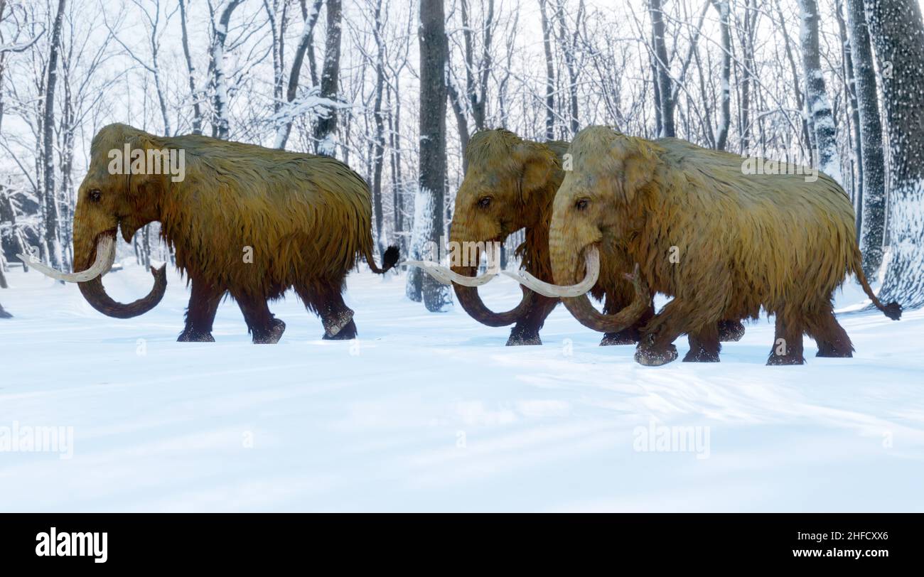 Un'illustrazione del 3D di un gregge di Woolly Mammoths che cammina attraverso una foresta innevata. Foto Stock