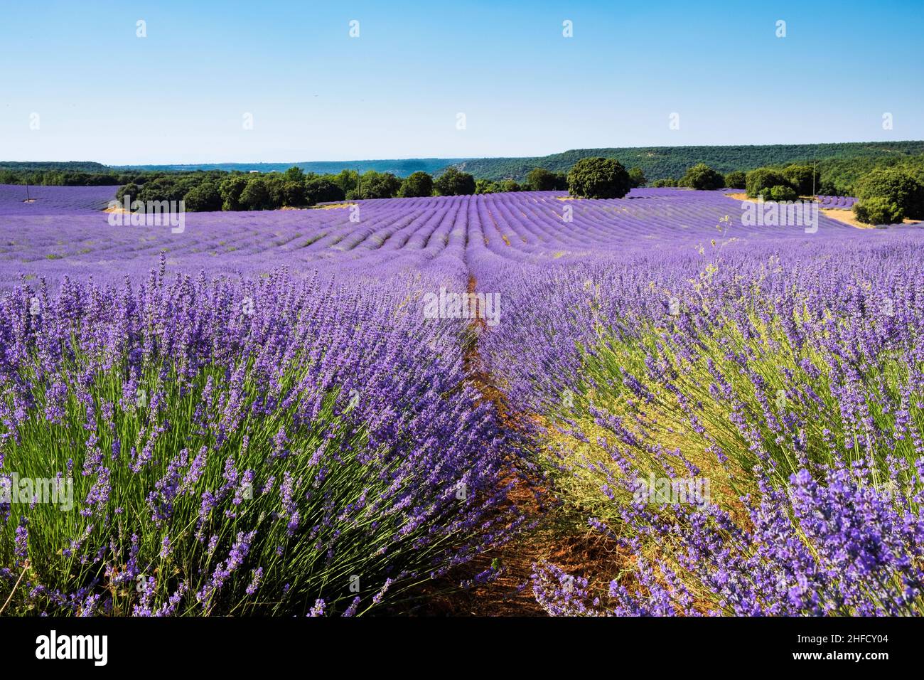 Campi di lavanda in Brihuega, Spagna Foto Stock