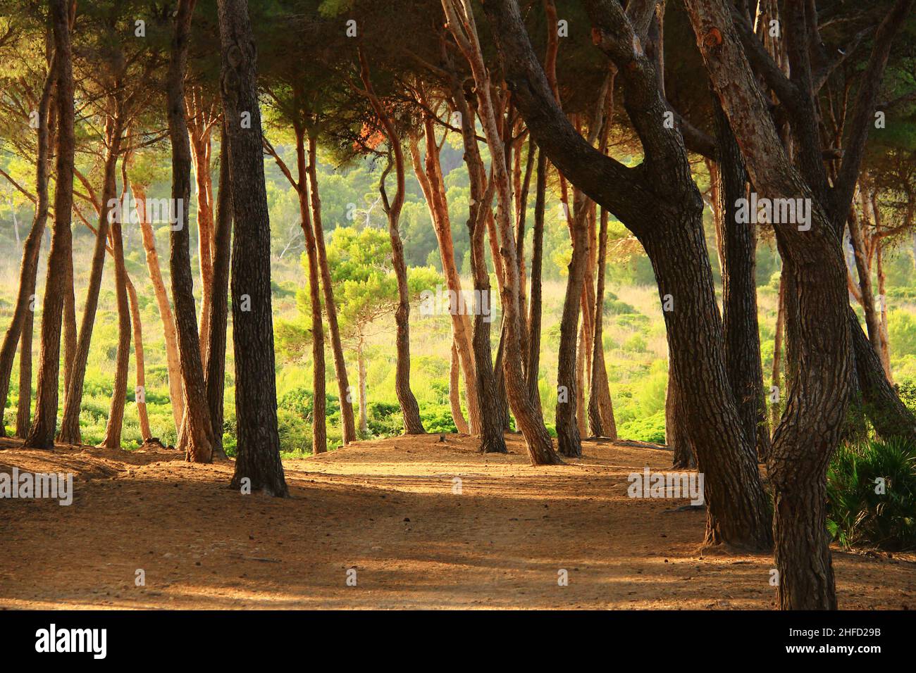 Sentiero nella foresta di Maiorca tra i tronchi di alberi alti in estate, soleggiato Foto Stock