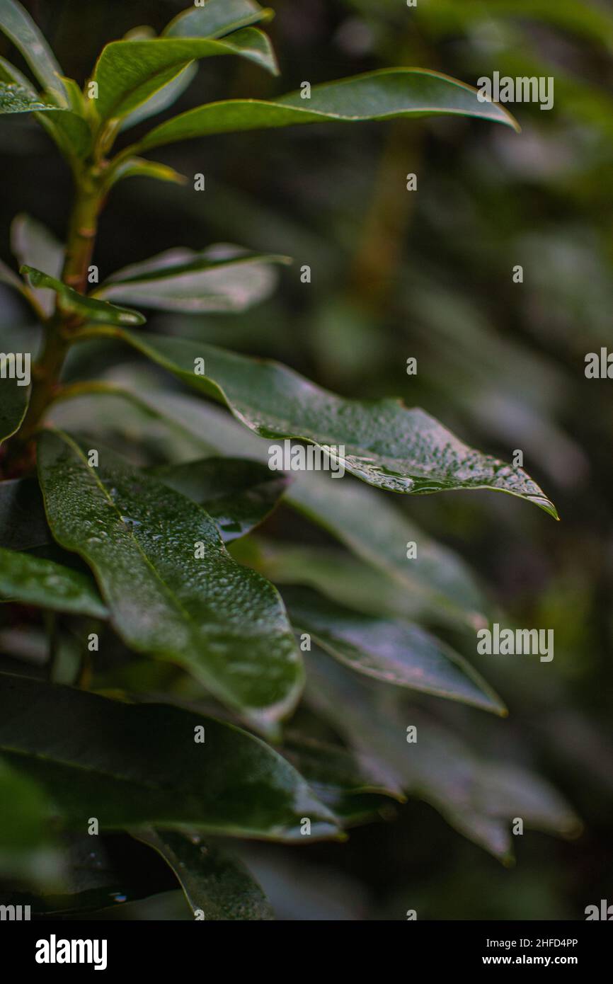 Pianta di Ngaio (Myoporum laetum), un piccolo albero sempreverde o arbusto ai Giardini di Denzell. Foto Stock
