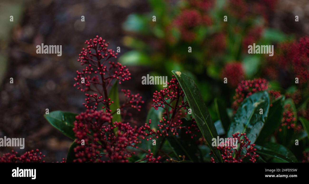 La Skimmia giapponese (Skimmia Japonica) ai Giardini Denzell in una mattinata d'inverno. Foto Stock