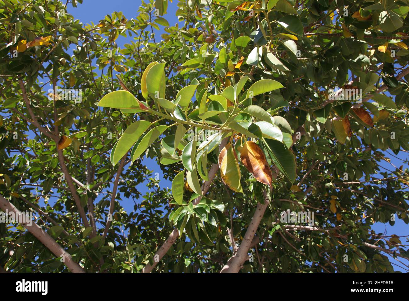 Grande albero di gomma nel Mediterraneo. Scatto dal basso e cielo blu Foto Stock
