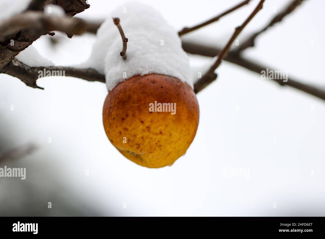 Apple in inverno Foto Stock