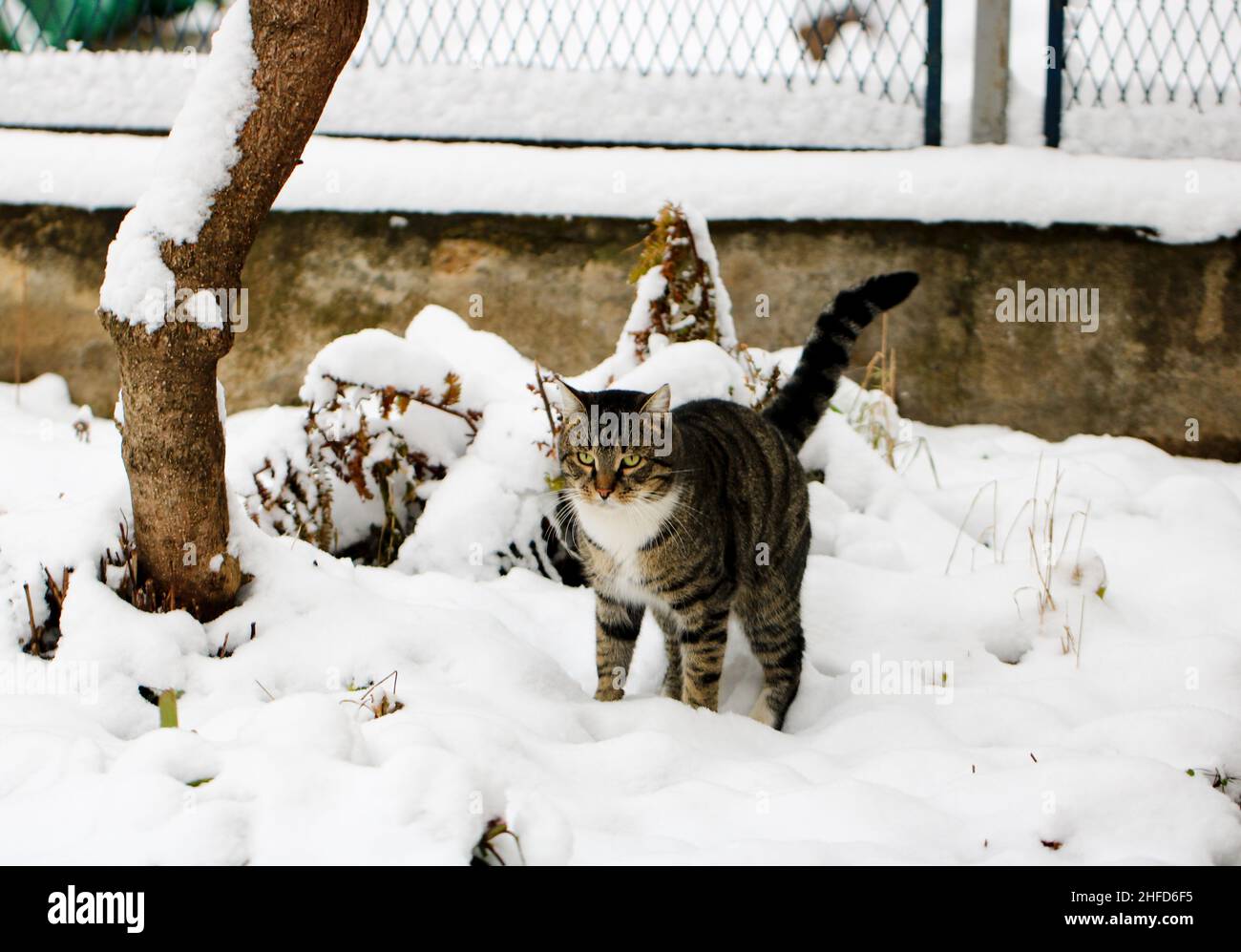 Un gatto nella neve Foto Stock