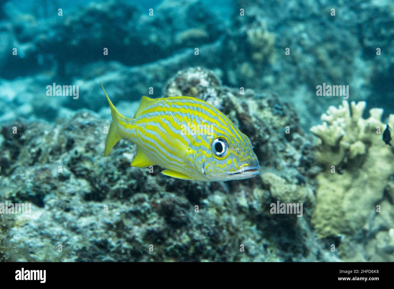Stagcape con pesce Grunt francese, corallo e spugna nella barriera corallina del Mar dei Caraibi, Curacao Foto Stock