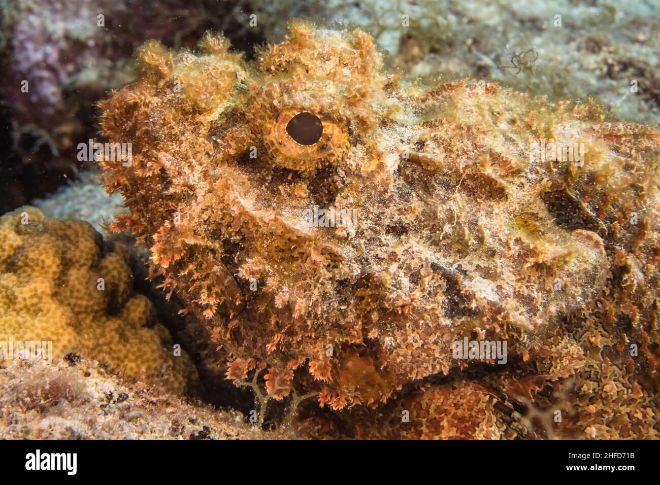 Stagcape con scorpionfish, corallo e spugna nella barriera corallina del Mar dei Caraibi, Curacao Foto Stock