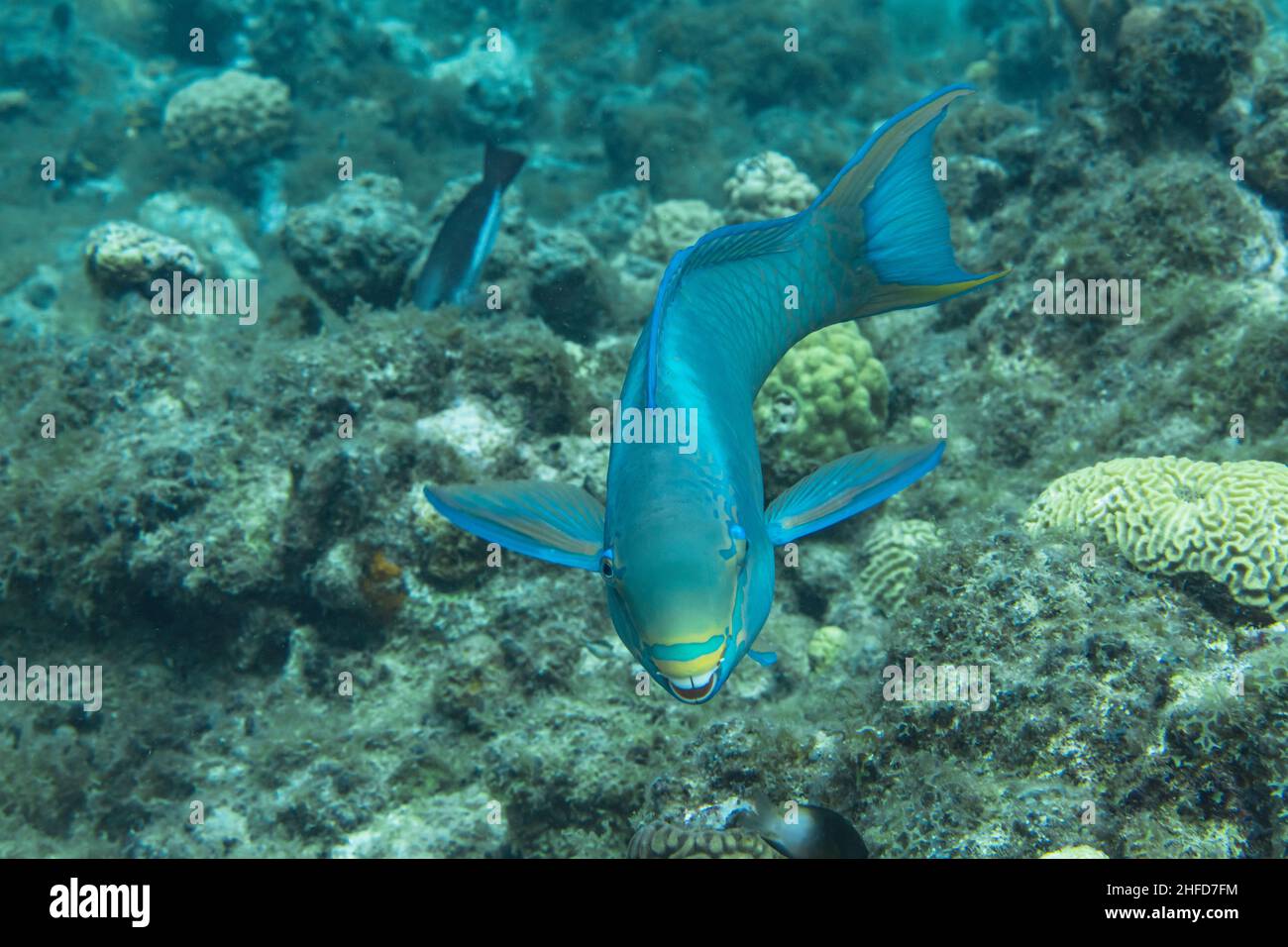 Stagcape con Parrotfish Regina, corallo, e spugna nella barriera corallina del Mar dei Caraibi, Curacao Foto Stock
