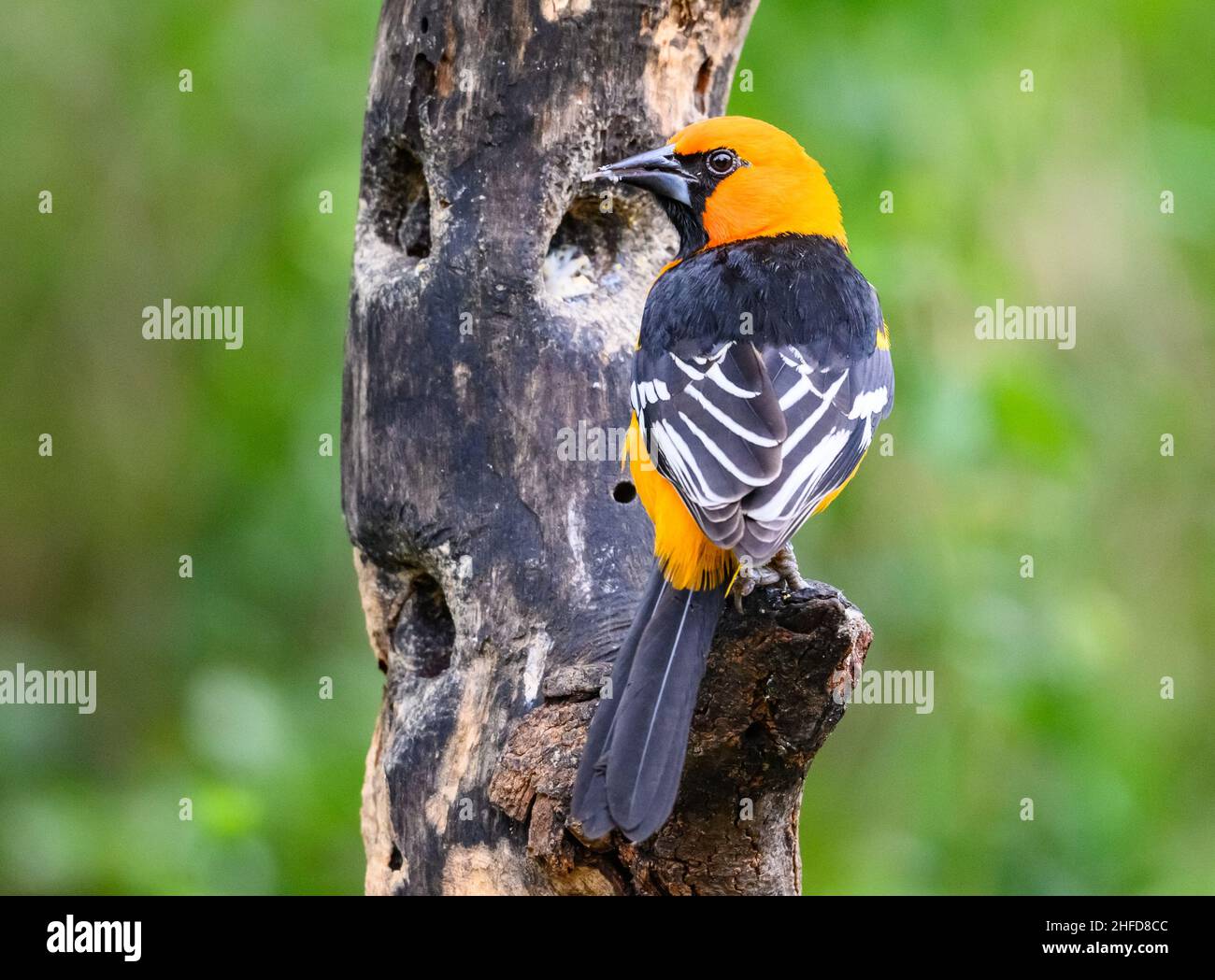 Un Altamira Oriole (Icterus gularis) perche su un ramo. Parco statale di Estero Llano Grande. McAllen, Texas, Stati Uniti. Foto Stock