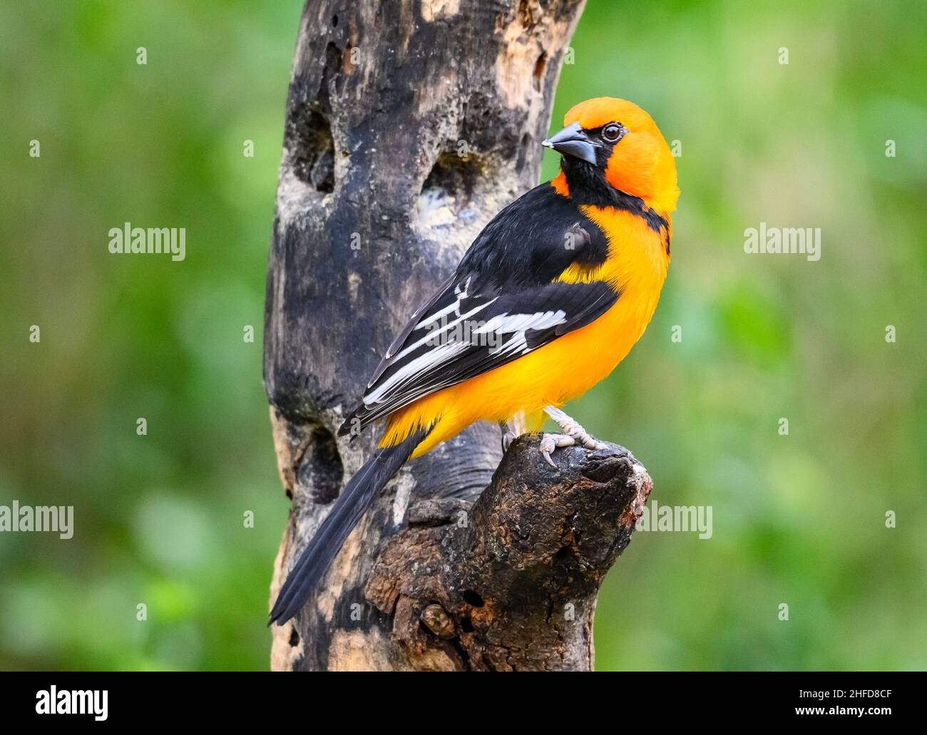 Un Altamira Oriole (Icterus gularis) perche su un ramo. Parco statale di Estero Llano Grande. McAllen, Texas, Stati Uniti. Foto Stock