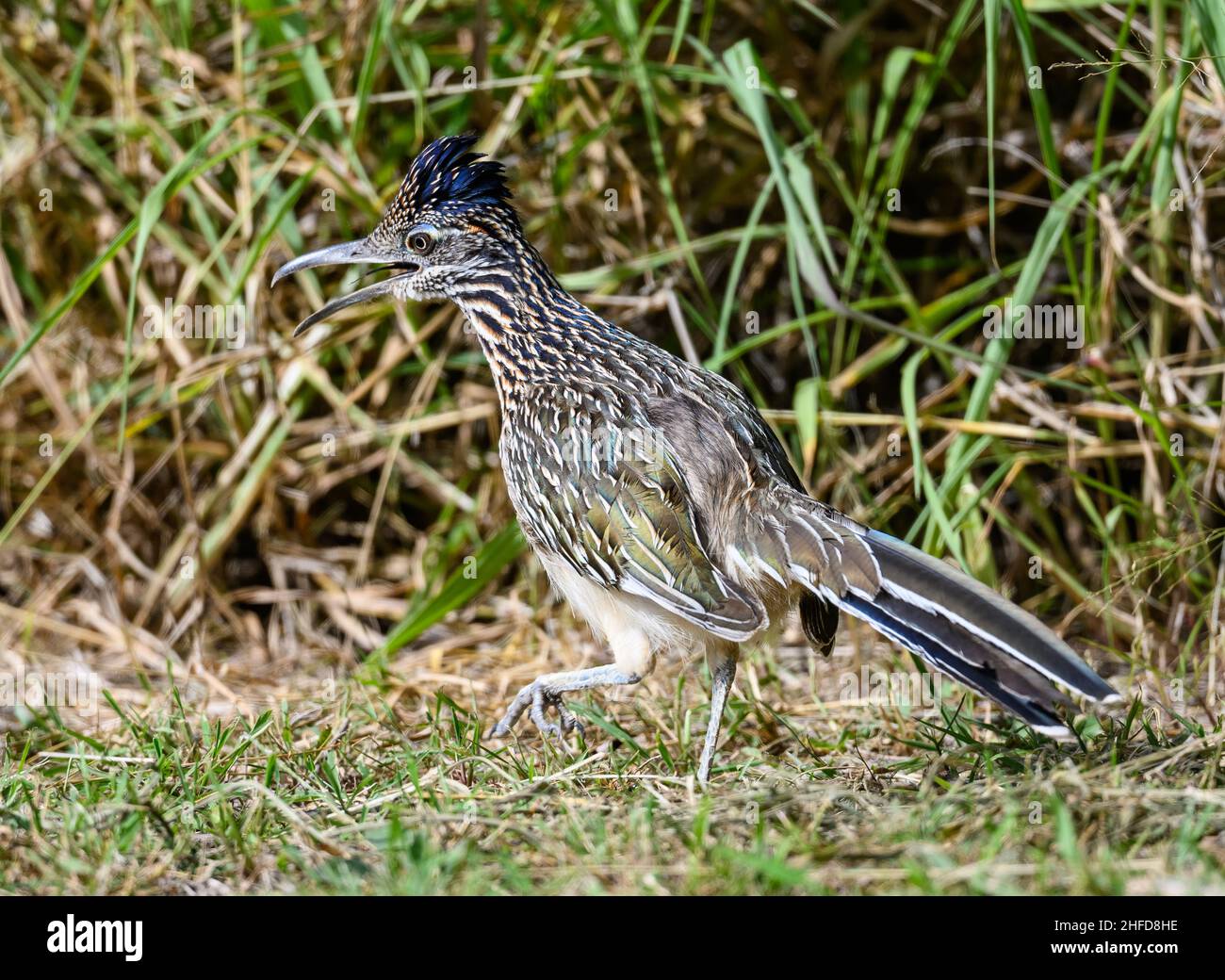 Un grande Roadrunner (Geococcyx californianus) foraging in erba. Bentsen-Rio Grande Valley state Park. McAllen, Texas, Stati Uniti. Foto Stock