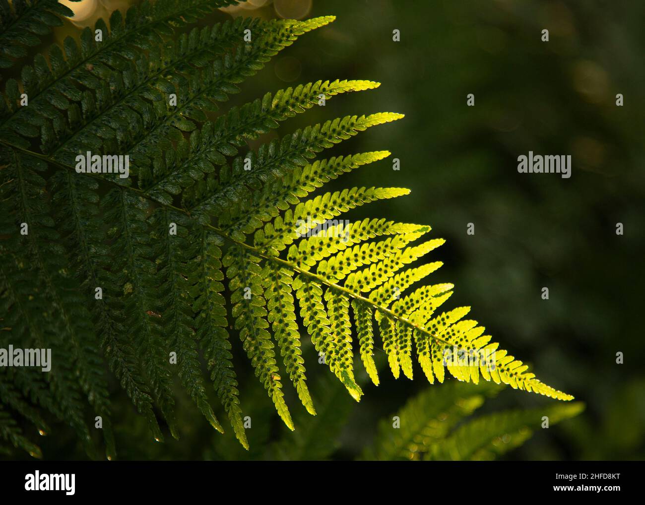 Dapple luce del sole su una felce verde puntata in un bosco del Norfolk del Nord, simmetria nella natura. Foto Stock