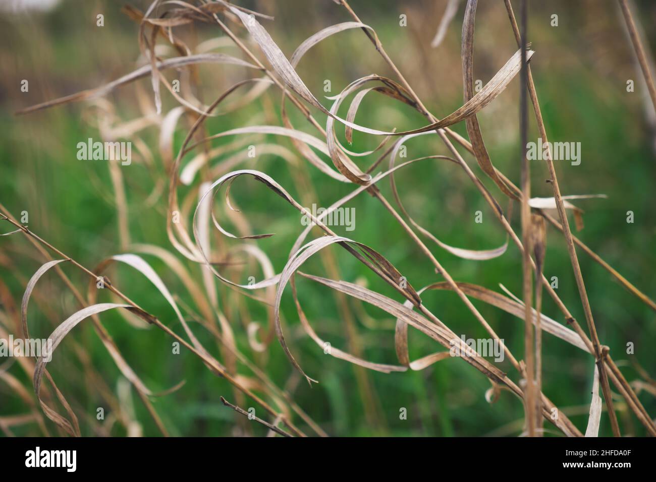 Gambi ricci di erba secca su sfondo verde campo. Bellissimo sfondo naturale. Foto Stock