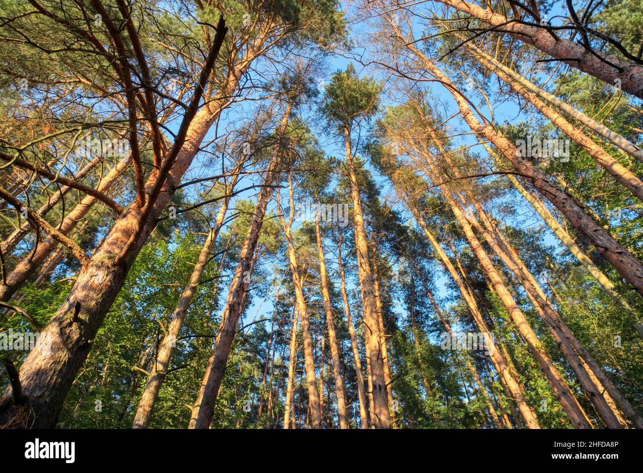 Guardando in su nella foresta di pini al baldacchino. Vista inferiore sfondo grandangolare. Concetto di ecologia. Foto Stock