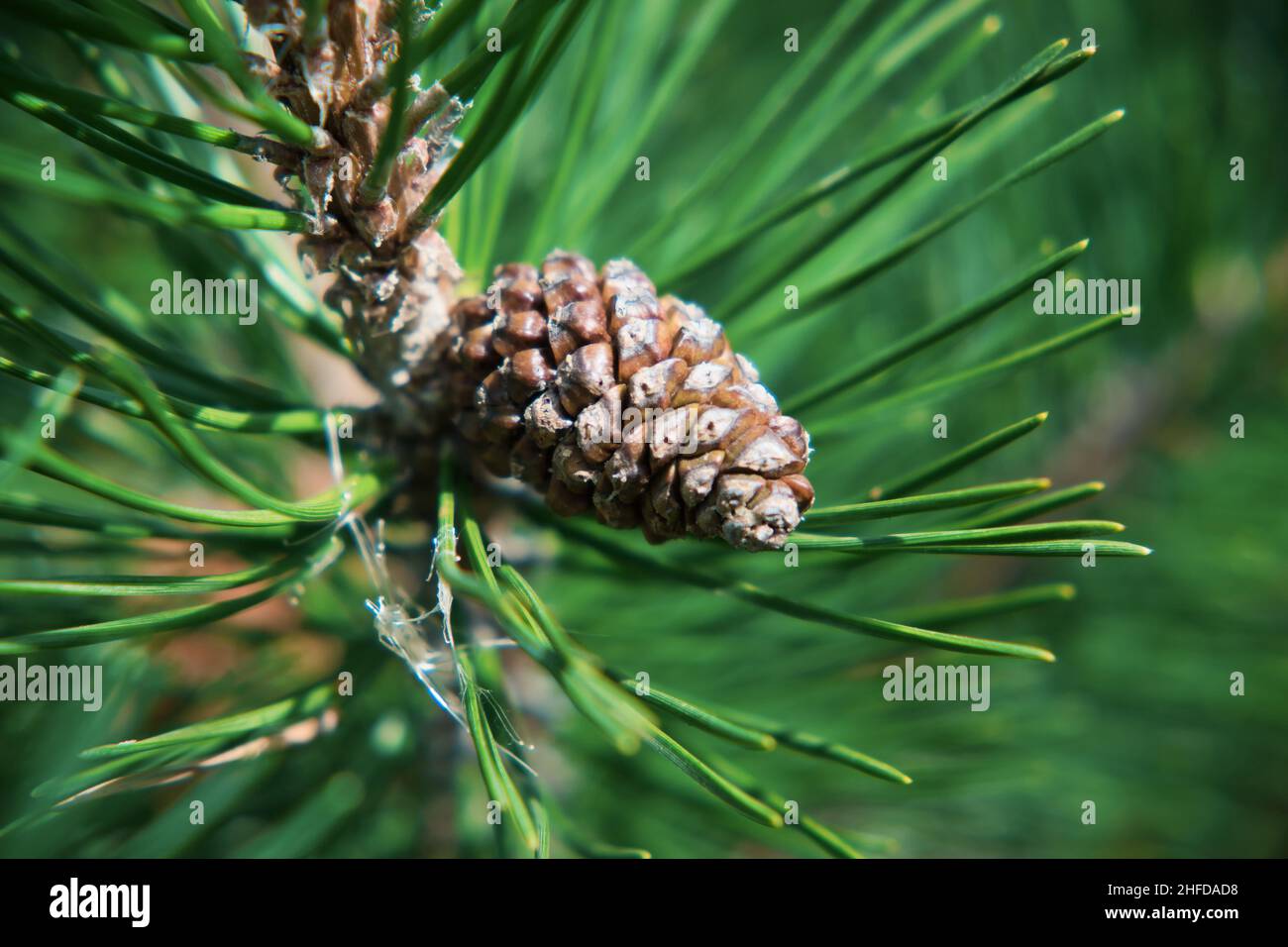 Un cono di pino giovane su un ramo di pino verde. Foto Stock