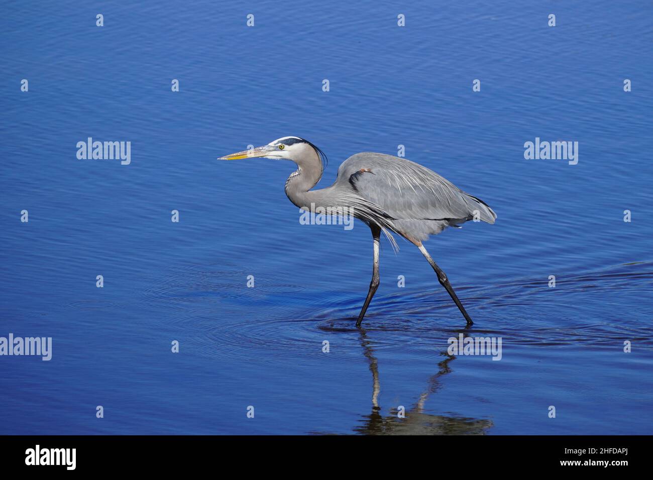Great Blue Heron, Ardea herodias, Wading e pesca in acque poco profonde Foto Stock