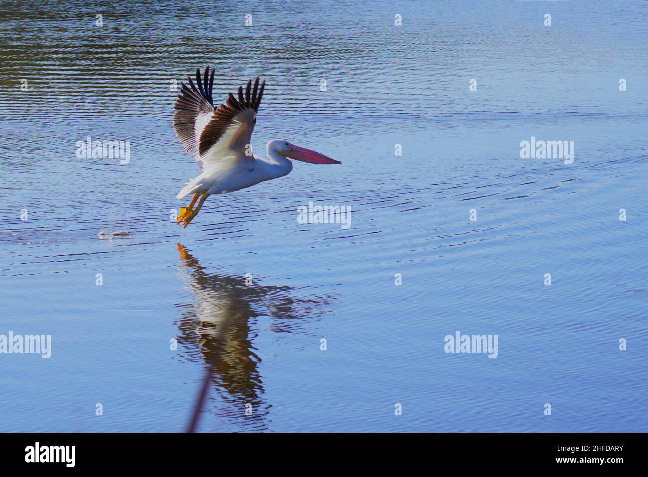 American White Pelican, Pelecanus erythrorhynchos, in volo sopra un lago nel South Carolina Foto Stock