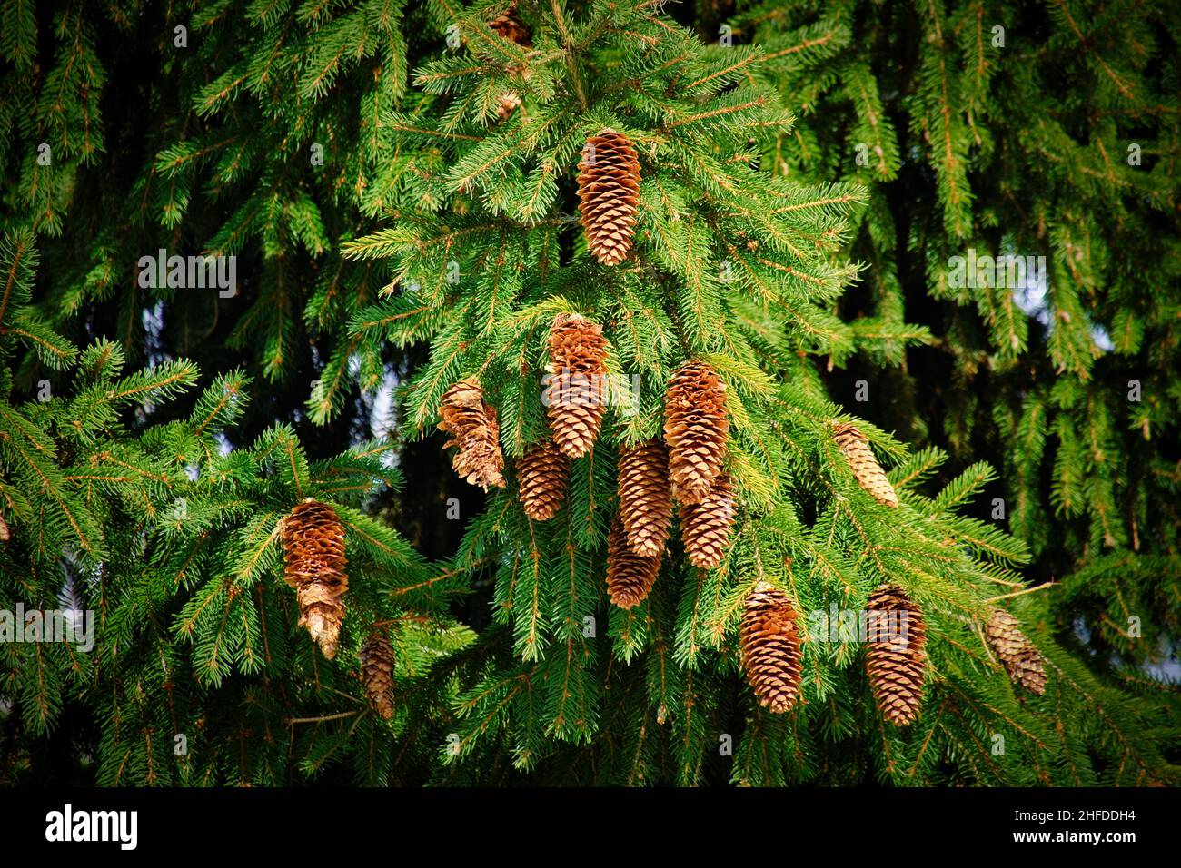 Primo piano di rami di abete-ago con composizione di coni come sfondo di tessitura di natale. Sfondo di piante naturali. Foto Stock